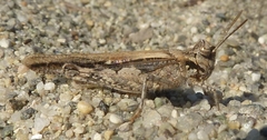 Acrotylus braudi