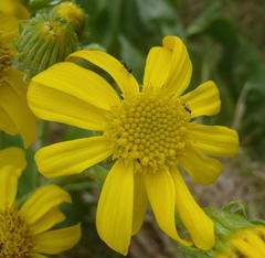 Senecio coronatus