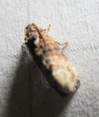 Ecdytolopha mana