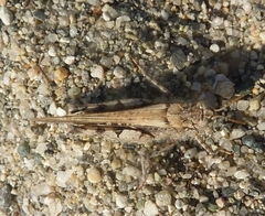 Acrotylus braudi