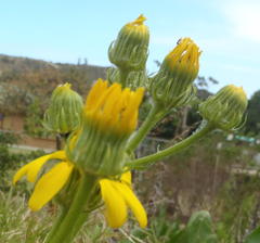Senecio coronatus