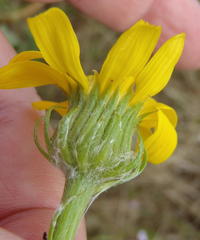 Senecio coronatus