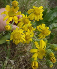 Senecio coronatus