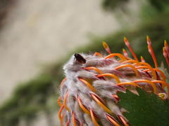 Leucospermum glabrum