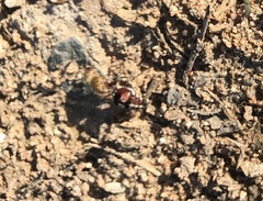 Dasymutilla snoworum