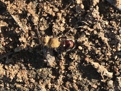 Dasymutilla snoworum