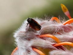 Leucospermum glabrum