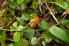 Rubus nivalis