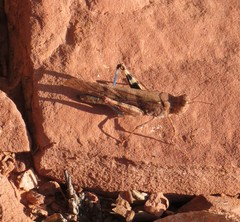 Circotettix coconino