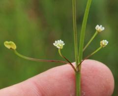 Centella macrocarpa
