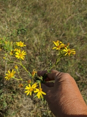 Jacobaea grandidentata