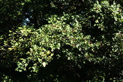 Crataegus pentagyna
