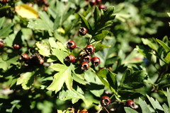 Crataegus pentagyna