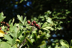 Crataegus pentagyna