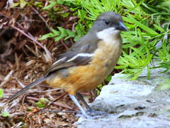 Laniarius ferrugineus ferrugineus
