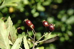 Crataegus pentagyna