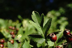 Crataegus pentagyna