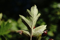 Crataegus pentagyna