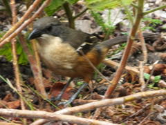 Laniarius ferrugineus ferrugineus
