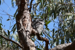 Podargus strigoides strigoides