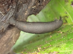 Xylaria castorea