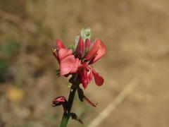 Indigofera complanata