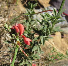 Indigofera complanata