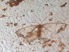 Hydatoscia ategua