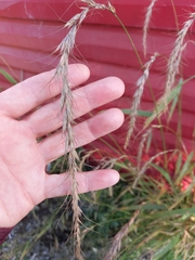 Elymus confusus
