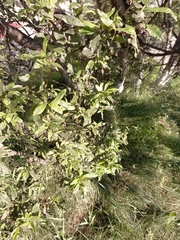 Salix udensis