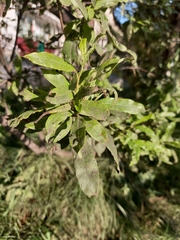 Salix udensis