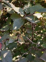 Alnus alnobetula fruticosa