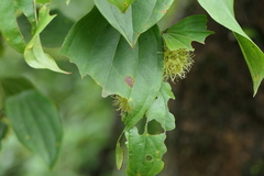 Smilax ovalifolia