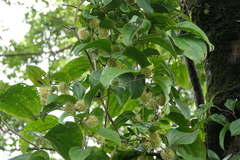 Smilax ovalifolia