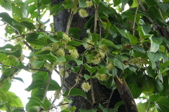 Smilax ovalifolia