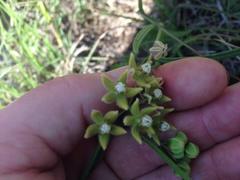 Asclepias bicuspis