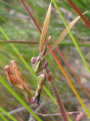 Empusa binotata
