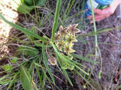 Asclepias bicuspis