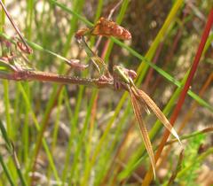 Empusa binotata