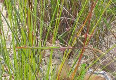 Empusa binotata