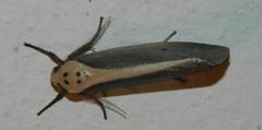 Ilemodes heterogyna
