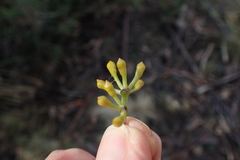 Eucalyptus amygdalina