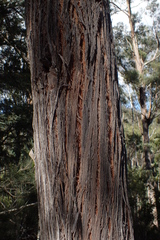 Eucalyptus amygdalina