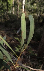 Eucalyptus amygdalina