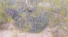 Coryphantha macromeris macromeris