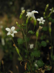 Wimmerella pygmaea