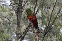 Alisterus scapularis scapularis