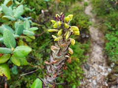 Pedicularis prainiana