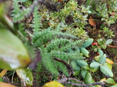 Pedicularis prainiana