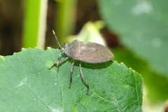 Coridius chinensis